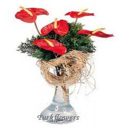 Vazoda 6 adet antoryum<br>Fil aya�� cam vazo i�erisinde 5 adet k�rm�z� renkli antoryumlardan olu�an aranjman , ortalama �r�n boyutlar� 25x35 cm
