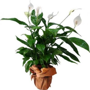 �i�ek Modeli - 316<br>Spatifilium salon saks� ��i�e�i , ortalama oyutlar� h= 60x45cm , Spatifilium bak�m� : �ok �zel bak�m gerektirmeyen dayan�kl� bir bitkidir  topra�� kurudukca su verilmelidir 