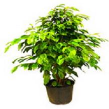 Ye�il yaprakl� benjamin saks� �i�e�i h= 110 cm