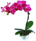 Fu�ya Renkli phaleonopsis orkide saks� �i�e�i h=60cm<br>Peleonopsiz salon orkide saks� �i�e�i , Sipari� vermeden �nce �r�n hakk�nda bilgi alman�z �nerilir .Ortalama �r�n boyutlar� h=55x30 cm Bitki bak�m� : A�a� kabuklar�ndan olu�an topra�� de�i�tirilmemeli ve s�rekli nemli tutulmal�d�r , ssabah g�ne�i yada ak�am g�ne�i g�rmesine dikkat edilmeldir 