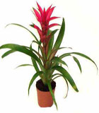 Guzmania - Salon B�ro saks� �i�e�i h=50 cm<br>Guzmania salon saks� �i�e�i , Ortalama �r�n boyutlar� :h=50 cm x35 cm . Guzmania bak�m� : ortam s�cakl��� 20 dercenin alt�nda olmamal� ve gece g�nd�z s�cakl�k fark� �ok olmamal� , Topra�� kurudukca su verilmeli 