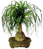Nolina saksi �i�e�i h=35 cm