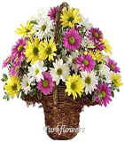 K�r �i�ekleri<br>sepet i�erisinde k�r �i�eklerinden olu�an aranjman ortalama boyutlar� 35x45 cm