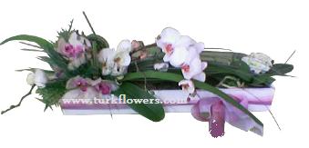  Beyaz kutu i�erisinde orkide<br>Beyaz kutu i�erisinde ��k bir �ekilde d�zenlenmi� orkide , Ortalama �r�n boyutlar� 12x55 cm