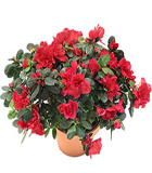 A�elya Saks� �i�e�i<br>A�elya saks� �i�e�i , �i�e�in Bak�m� , topra�� kuruduk�a su verilmeli ve serin bir ortamda bulundurulmal� , ortalama boyutlar� h= 25 geni�lik 30 cm