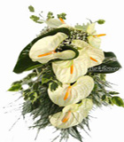 7 Adet beyaz antoryum �i�e�inden olu�an gelin el �i�e�i<br>ortalama boyutlar� 40x50 cm