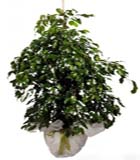 Benjamin Salon B�ro saks� �i�e�i h= 110<br>Benjamin saks� �i�e�i , Oartalama �r�n boyutlar� h=110x60 cm Benjamin saks� �i�e�i bak�m�, ortam s�cakl��� 20 derecenin alt�nda olmamal� , hava ak�m� ve klima bulunan b�lgelerde direk kliman�n etkisinde kalmamal�d�r 