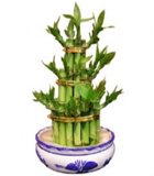 Group Bambu ( �ans Bambusu ) .h= 25cm