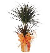 �kili Dracena - Marginata  salon saks� �i�e�i<br>ortalama �r�n boyutlar� 35cm x80 cm