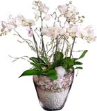 Cam vazoda 6 dal phaleonopsis  orkide saks� �i�e�i<br>Cam vazo i�erisinde 6 Dal phaleonopsis  orkide midye kabuklar� ve beyaz �ak�l ta�lar� ile d�zenlenmi� . Ortalaama �r�n boyutlar� 65x75 cm 