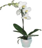 Beyaz Renkli phaleonopsis  saks� orkide h=60 cm<br>Saks� i�erisinde tek dal Beyaz renkli orkide . Ortalama �r�n boyutlar� 35x55 cm , Bitki S�cakl�k fark�ndan ve klimal� ortamlardan uzak tutulmal� , a�a� kabuklar�ndan olu�an topraklar� de�i�tirilmemeli ve s�rekli nemli tutulmal�d�r