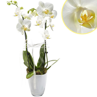 Beyaz Renkli Saksı Orkide