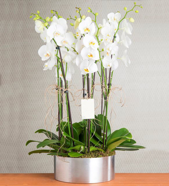 Beyaz orkide Gurubu
