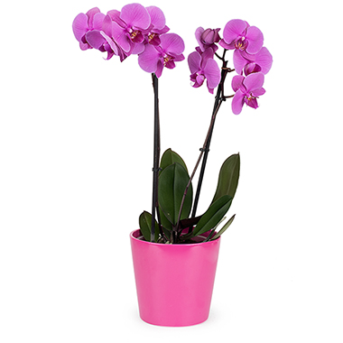 Pembe Renkli Orkide