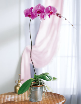 Saksıda pembe Orkide 