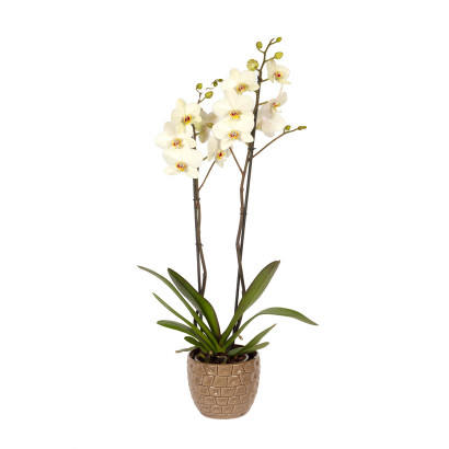 Beyaz saksı Orkide