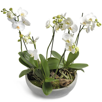 Büyük Seramik içerisinde 4 Beyaz Orkide
