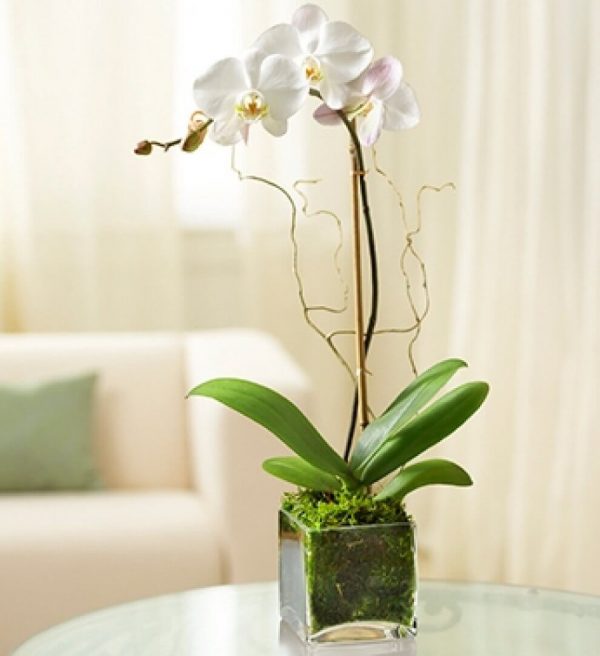 Tek dal Beyaz orkide