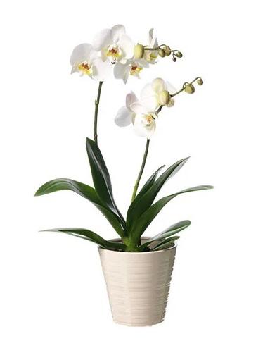 Pahanolopsis orkide Saksı çiçeği