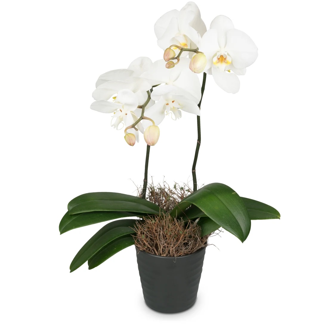 İki dallı Beyaz orkide