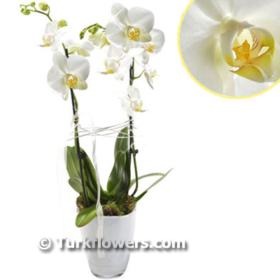 Çiftdallı Beyaz orkide