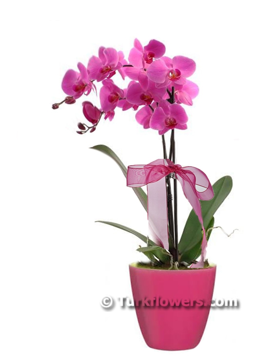 Çiftdallı Pembe Orkide