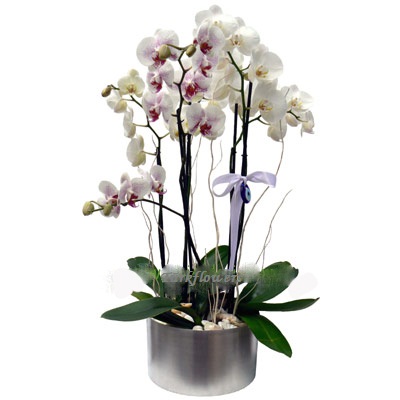 Metal vazoda 2 Adet ikili orkide h= 65 cm