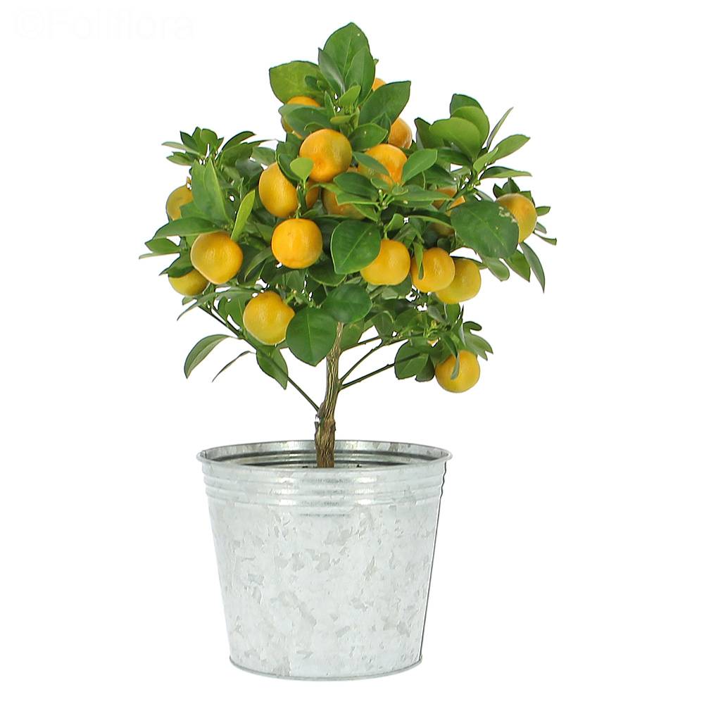 Calamondin-Citrus Mini Mandalina